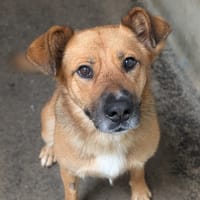 TUATARA, chienne à adopter