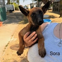 Sora, chienne à adopter