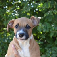 TITINE, chienne à adopter