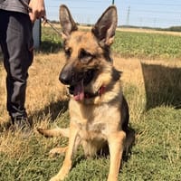 OVA, chienne à adopter