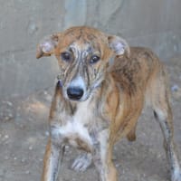 WATSON, chien à adopter