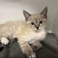 BIANCA, chatte à adopter