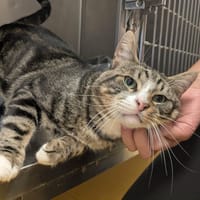 RAOUL, chat à adopter