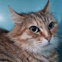 Spring, chatte à adopter