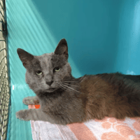 Grisou, chat à adopter