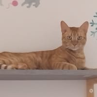 ZIPPO, chat à adopter