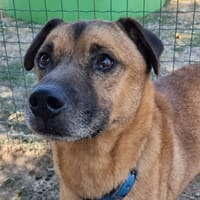 OSCAR, chien à adopter