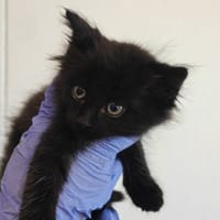Chouca, chat à adopter