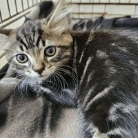Crousty, chat à adopter