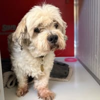 HARRY, chien à adopter