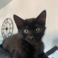 TRES, chat à adopter