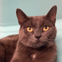 minoucha, chatte à adopter