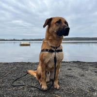 MAX, chien à adopter