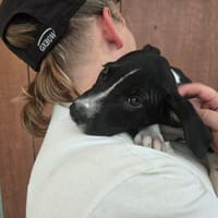GANDHI, chien à adopter