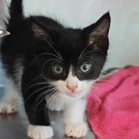 Guillemot, chat à adopter