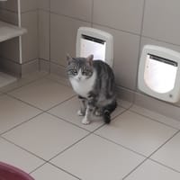 TWIXY, chat à adopter