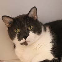 Minji, chat à adopter