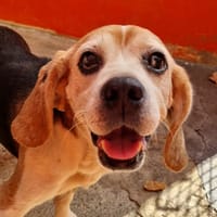 ROX, chien à adopter