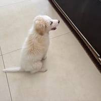 SNOW, chien à adopter