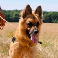 SHIRO, chien à adopter
