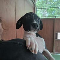 LUTHER, chien à adopter