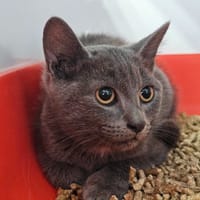 Blue, chat à adopter