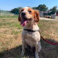 HANOI QCN, chien à adopter
