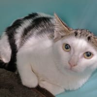 Piano, chatte à adopter
