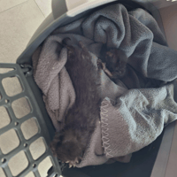 VELOURS, chatte à adopter