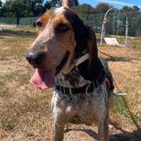 VEGAS QCN, chienne à adopter