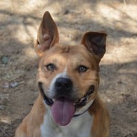 SAWYER CHAO, chien à adopter