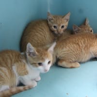 MAC 4538, chat à adopter