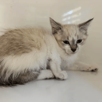 BELLA, chatte à adopter