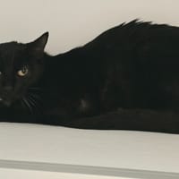 Ebène, chatte à adopter