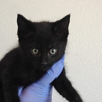 Corbeau, chat à adopter