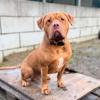 THOR (en cours d'adoption), chien à adopter