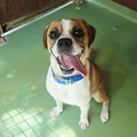 KODA, chien à adopter