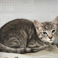 Kiwi, chatte à adopter