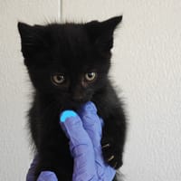 Corneille, chatte à adopter