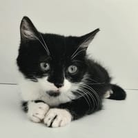 SELINA, chatte à adopter