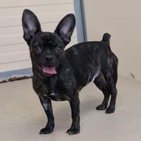 Bidouille, chienne à adopter