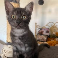 DOS, chat à adopter