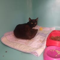 HEOL, chat à adopter