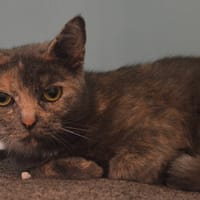 Amaia CAB6067, chatte à adopter