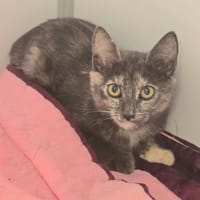 PASSOA, chatte à adopter