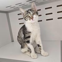 HARRY, chat à adopter