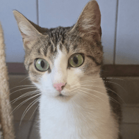 BULLE, chatte à adopter