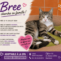 BREE (Réservée), chatte à adopter