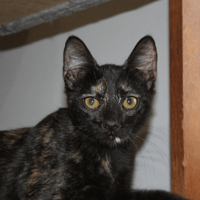 BIGNONE, chatte à adopter