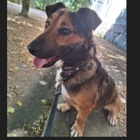 BAGUY, chien à adopter